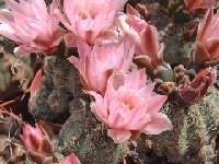 Gymnocalycium bruchii  JL617.jpg